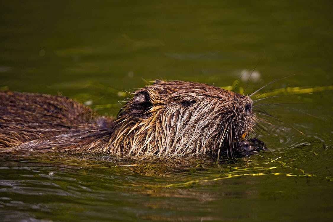 Are Beavers Semi-Aquatic Animals