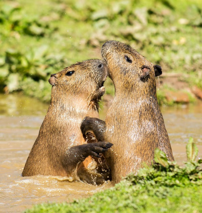 Facts & Features Of Beavers