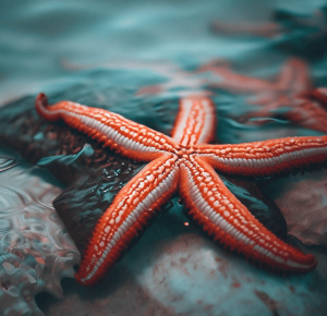 How Long Can Starfish Live Out Of Water