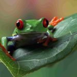 Adaptation of a Red Eyed Tree Frog