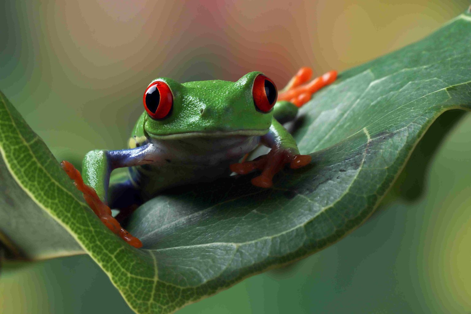 Adaptation Of A Red Eyed Tree Frog