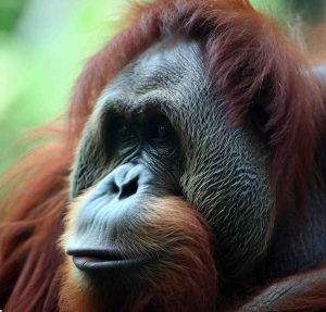 How Strong Are Orangutans