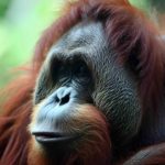 How Strong Are Orangutans