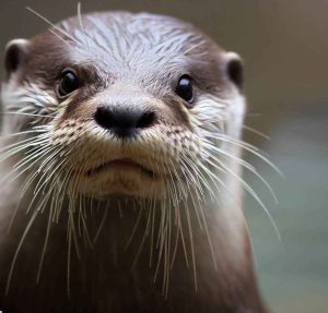 Do Otters Eat Ducks