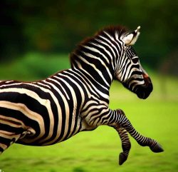Adaptations Of zebras
