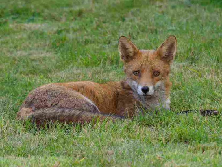 Can Red Foxes Climb Trees? Detailed