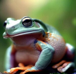 Do Frogs Have Backbones