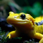 Are Salamanders Poisonous