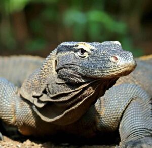 Do Komodo Dragons Have Teeth