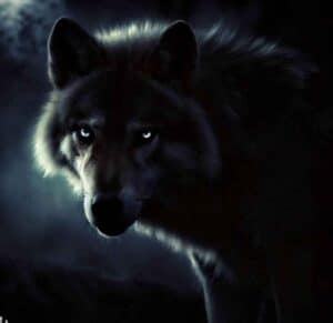 Do Wolves Have Night Vision