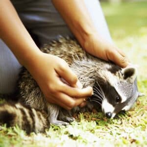 Are Raccoons Scared Of Humans