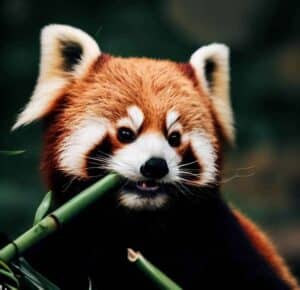Are Red Pandas Dangerous