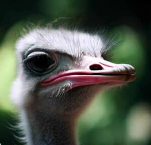 Do Ostriches Have Teeth