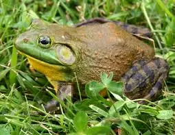 facts-features-about-bullfrogs