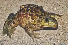 facts-features-about-bullfrogs