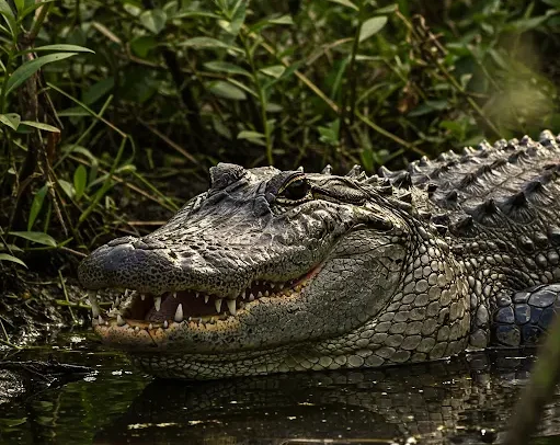 what-is-the-average-lifespan-of-a-alligator