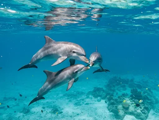 do-dolphins-lay-eggs