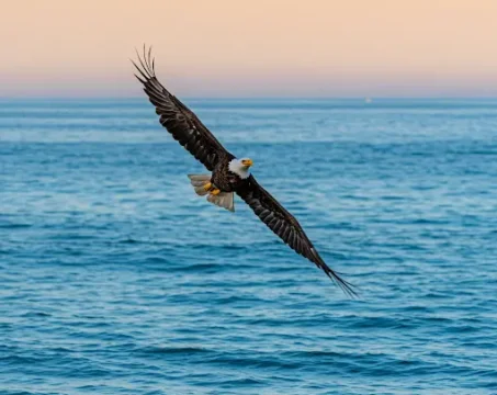 can-eagles-see-through-water