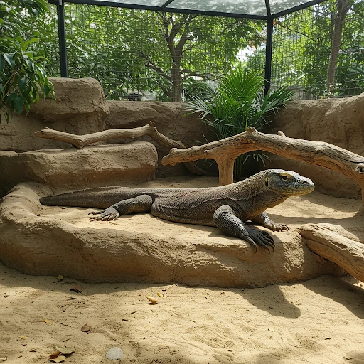 komodo-dragon-diet-in-captivity