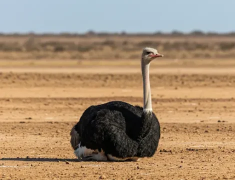 do-ostriches-have-teeth