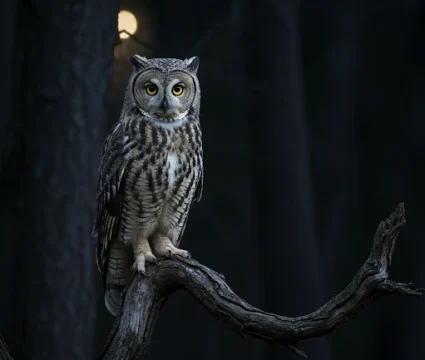 when-do-owls-sleep