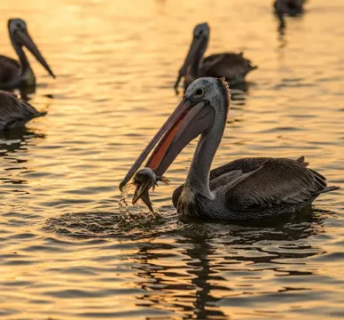 what-do-pelican-eat