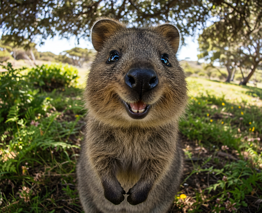 quokka-smiling