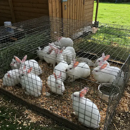 how-many-rabbits-can-live-together-in-one-cage