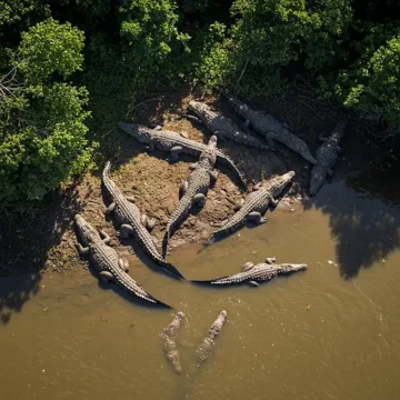 Difference Between Saltwater & Freshwater Crocodile