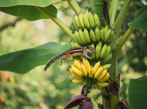 do-squirrels-eat-banana