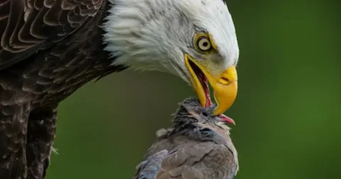 Do a Bald Eagle Eat Ducks And Other Birds