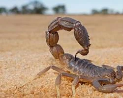 What Are Dangerous Animals In Puerto Rico