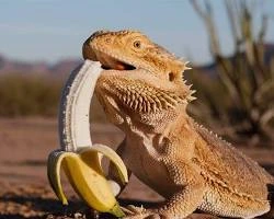 Can A Bearded Dragon Eat Bananas
