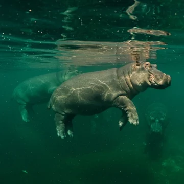 How Do Hippos Breathe Underwater