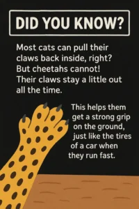 Facts About Cheetahs