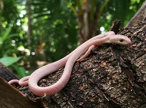 smallest-snake-in-the-world