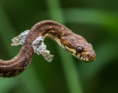 How Often Should A Snakes Shed?